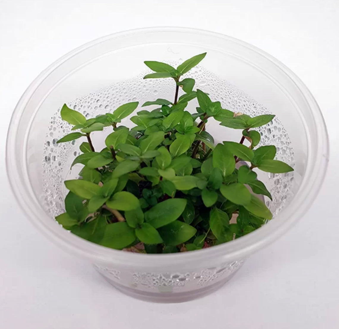 Staurogyne Repens Tissue Culture 